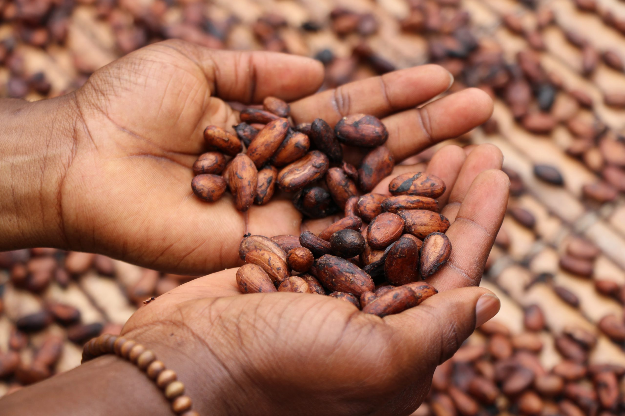 İklim krizi kahve ve çikolata kaynaklarını tehdit ediyor