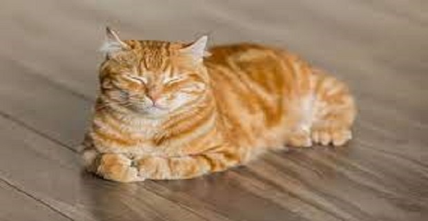 rüyada turuncu kedi görmek
