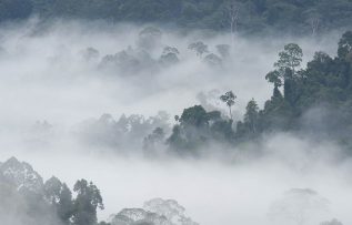 Amazon yağmur ormanları için tehlike büyüyor!