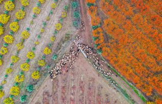 Amanoslar sonbahar renkleriyle kartpostallık görüntüler oluşturdu