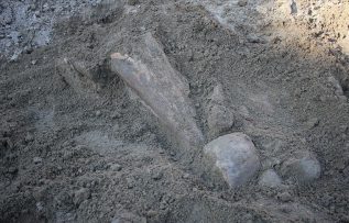 Amasya’da mamutlara ait olduğu değerlendirilen fosiller bulundu