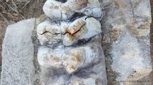 Çanakkale’de 8-9 milyon yıllık fil fosili bulundu