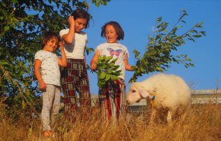 Annesi ölen kuzu evin çocuklarının ‘arkadaşı’ oldu