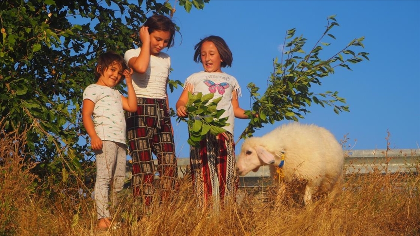 Annesi ölen kuzu evin çocuklarının ‘arkadaşı’ oldu