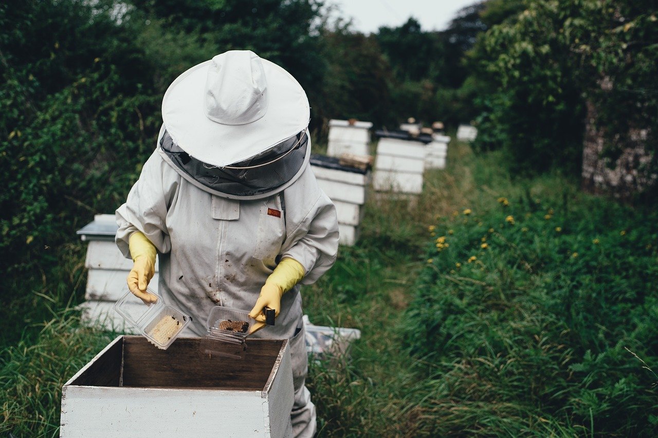 Arı nüfusu azalıyor, bu durum gıda güvenliğini nasıl etkiler?
