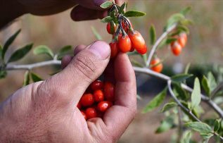 Ata ocağı köyde goji berry yetiştiren profesör çiftçilere örnek oluyor