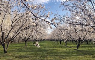 Baharın gelmesiyle gelinliğini giyen Iğdır’ın kayısı bahçeleri görsel şölen sunuyor