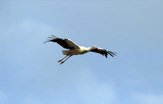 ‘Baharın müjdecisi’ leylekler Ağrı’ya gelmeye başladı