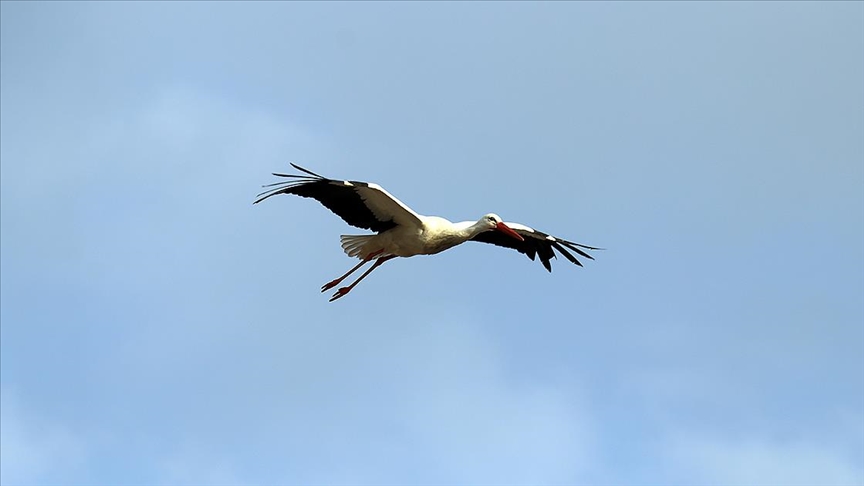‘Baharın müjdecisi’ leylekler Ağrı’ya gelmeye başladı