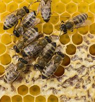 Bal arılarının, demokrasi kültürüne hayran olacaksınız