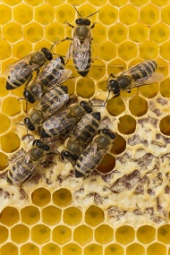 Bal arılarının, demokrasi kültürüne hayran olacaksınız