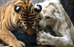 Beyaz aslan ile Bengal kaplanının dostluğu görenleri hayrete düşürüyor