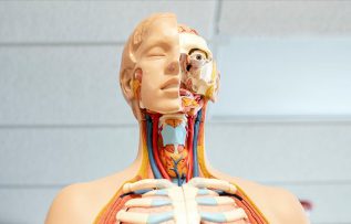 Bilim insanları, kafatasında yeni bir organ bulduklarını açıkladı