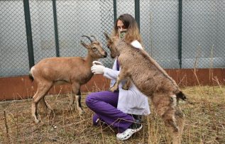 Dağ keçileri ‘Gölge’ ve ‘Bayram’ yaban hayatı merkezinin maskotu oldu