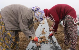 Diyarbakır’da kadınlara istihdam için çilek bahçesi oluşturuldu