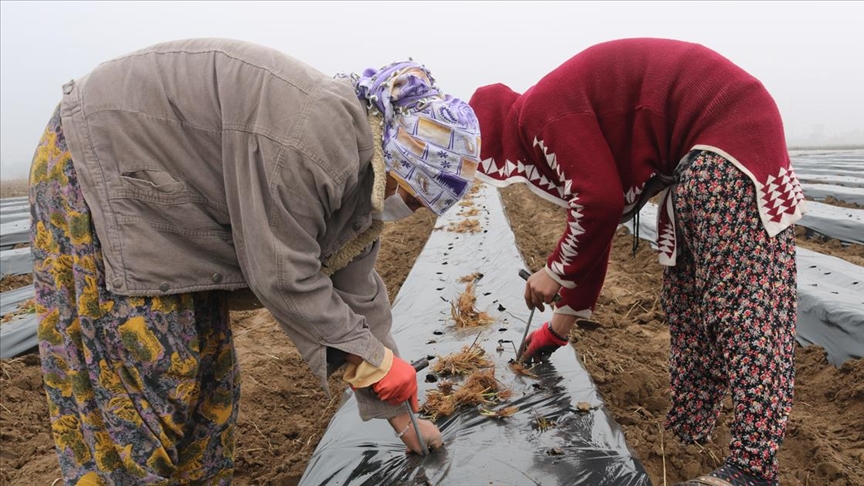 Diyarbakır’da kadınlara istihdam için çilek bahçesi oluşturuldu