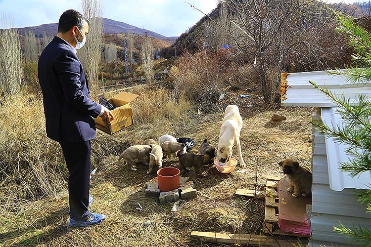 Engelli köpeğe ve 11 yavrusuna ‘koronavirüs savaşçıları’ sahip çıktı