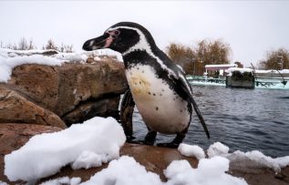 Eskişehir Hayvanat Bahçesi’nin ev sahipleri karın keyfini çıkarıyor