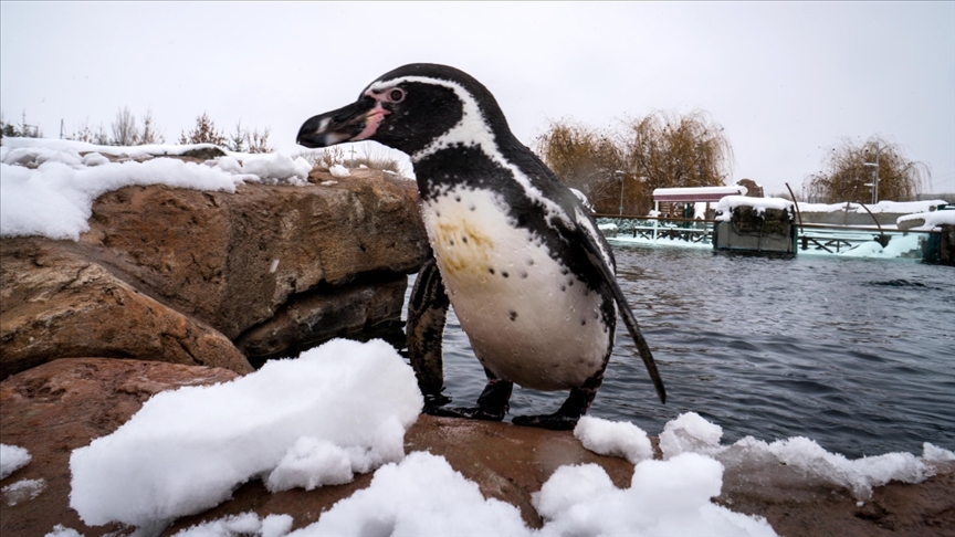 Eskişehir Hayvanat Bahçesi’nin ev sahipleri karın keyfini çıkarıyor