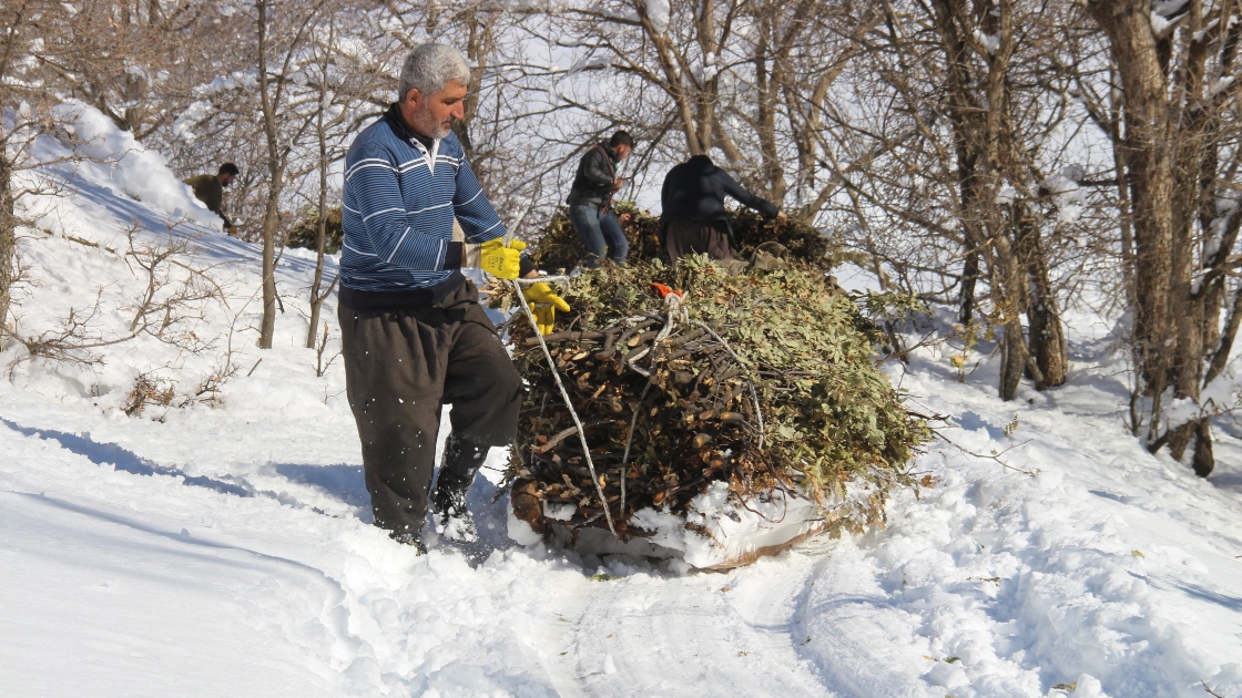 Hayvanları için dondurucu soğukta karlı tepelerden ot taşıyorlar