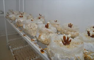KAEÜ tıbbi ve yenilebilir mantar türlerinin üretim üssü olacak
