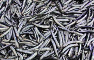 Karadeniz’de hamsi bolluğu tezgahları şenlendirdi