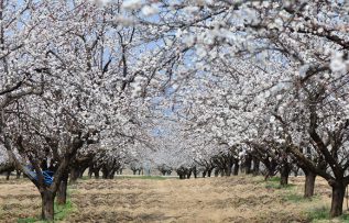 Kars’ta kayısı bahçeleri bu kez çiçeklerle beyaza büründü