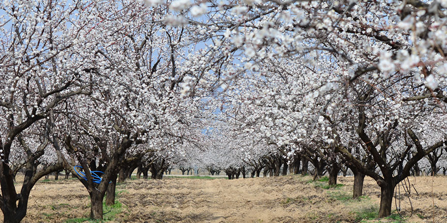 Kars’ta kayısı bahçeleri bu kez çiçeklerle beyaza büründü