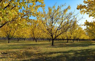 Kayısı bahçelerinde masal gibi sonbahar