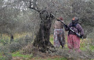 Kaz Dağı eteklerindeki zeytin ağaçlarına kadın eli değiyor