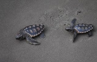 Koronavirüs sessizliği caretta carettalara yaradı