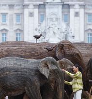 Londra’da Buckingham Sarayı bahçesini filler ele geçirdi