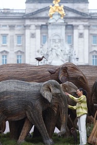 Londra’da Buckingham Sarayı bahçesini filler ele geçirdi