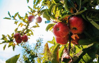 Meyvelerdeki parlaklık kanser riski mi taşıyor?