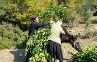 Osmaniye’de köylüler defne yaprağı kesimine başladı