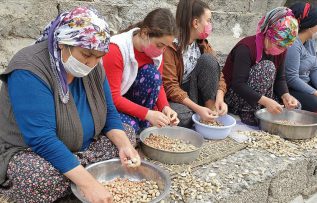 Osmaniye’de kadınların tohumluk yer fıstığı kırma mesaisi