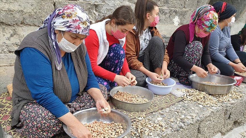 Osmaniye’de kadınların tohumluk yer fıstığı kırma mesaisi