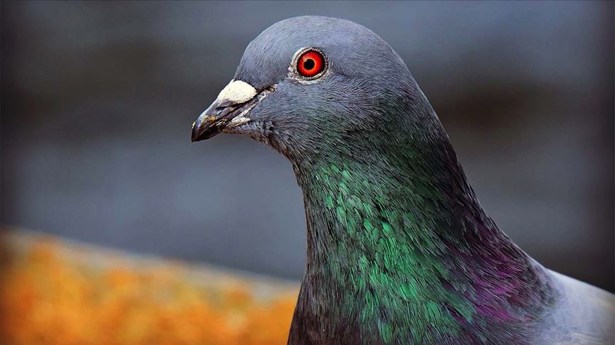 Posta güvercini ‘New Kim’ 1,6 milyon avroya satıldı