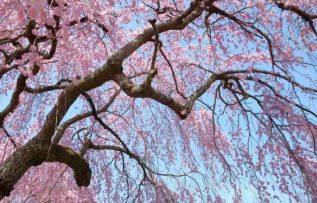 Rüyada Ağaç Dalı Görmek