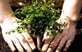 Rüyada Ağaç Dikmek