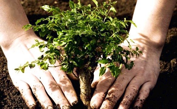 Rüyada Ağaç Dikmek