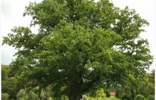 Rüyada Ağaç Görmek