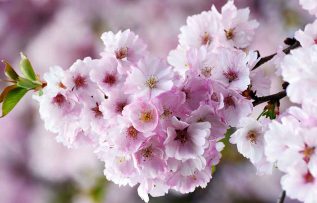 Rüyada Ağaç Çiçekleri Görmek