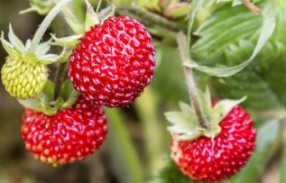 Rüyada Ağaç Çileği Görmek