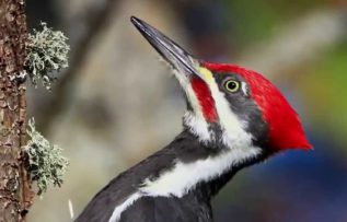 Rüyada Ağaçkakan Görmek