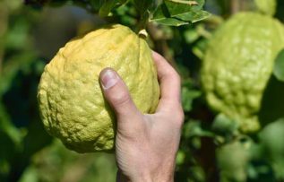 Rüyada Ağaç Kavunu Görmek