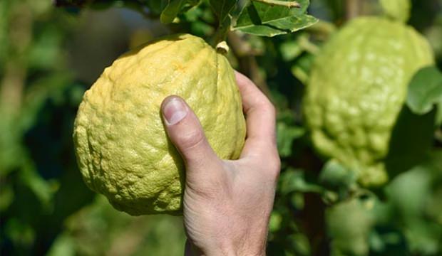 Rüyada Ağaç Kavunu Görmek