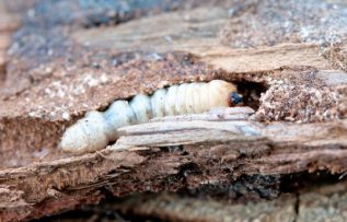 Rüyada Ağaç Kurdu Görmek