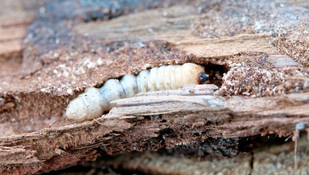 Rüyada Ağaç Kurdu Görmek