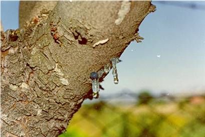 Rüyada Ağaç Sakızı Görmek